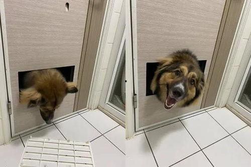 娱乐吃瓜养狗视频在线观看,在线观看乐翻天！  第2张