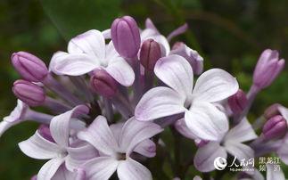 丁香五月国产  第2张