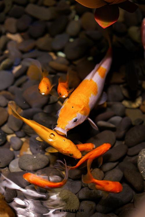 吃瓜娱乐小鲤鱼视频,趣味视频引网友热议  第2张